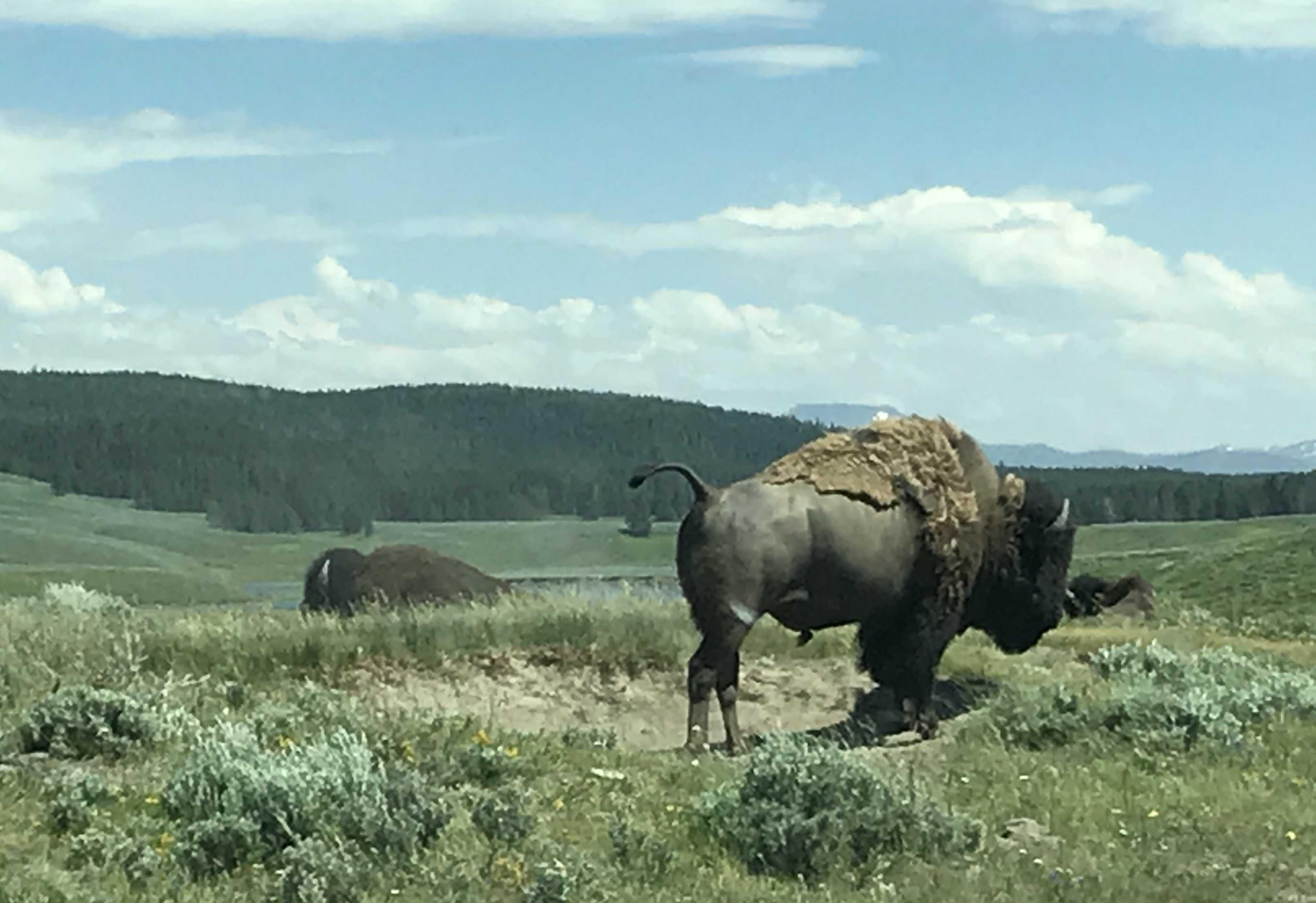bison